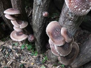 shiitake01