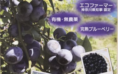 今年もブルーベリー狩り始まりました。