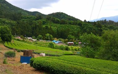 茶摘み＆手もみ茶つくり体験のお知らせ